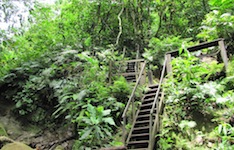 A jungle scene in Parque Machia, a short walk from town